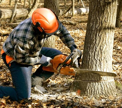 Tree Removal in Bishop, VA